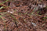 Beaked panicgrass